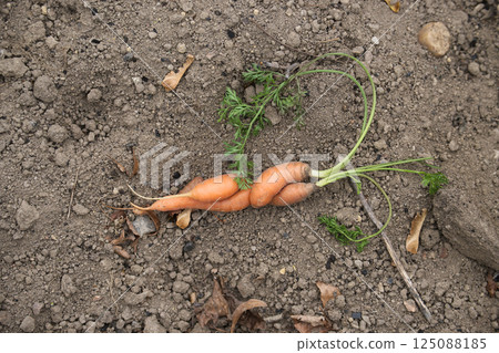 Unique twisted carrot in natural garden setting 125088185