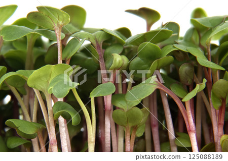 Fresh and Vibrant Radish Microgreens Growing 125088189