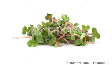 Fresh Radish Microgreens Displaying Vibrant Green Leaves 125088190