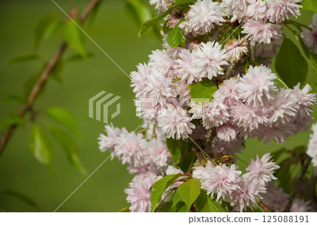 Blooming Pink Cherry Blossom Flowers on a Tree Branch in Springtime Sunlight Blooming Pink Cherry Blossom Flowers on a Tree Branch in Springtime Sunlight 125088191