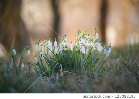 A group of snowdrop flowers signals the arrival of spring in a soft and bright outdoor setting. A group of snowdrop flowers signals the arrival of spring in a soft and bright outdoor setting. 125088193
