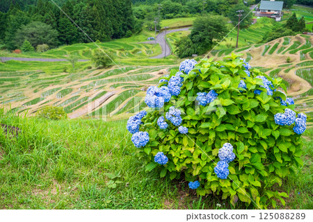 Hydrangeas bloom at Maruyama Senmaida rice fields during rice planting season (Kumano City, Mie Prefecture) 125088289