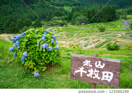 插秧季節,圓山千枚田的繡球花盛開(三重縣熊野市) 插秧季節,圓山千枚田的繡球花盛開(三重縣熊野市) 125088290