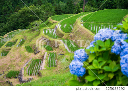 插秧季節，圓山千枚田的繡球花盛開（三重縣熊野市） 125088292