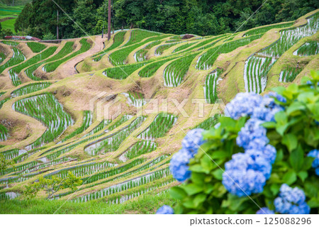 Hydrangeas bloom at Maruyama Senmaida rice fields during rice planting season (Kumano City, Mie Prefecture) Hydrangeas bloom at Maruyama Senmaida rice fields during rice planting season (Kumano City, Mie Prefecture) 125088296