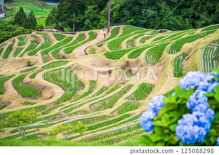 Hydrangeas bloom at Maruyama Senmaida rice fields during rice planting season (Kumano City, Mie Prefecture) 125088298