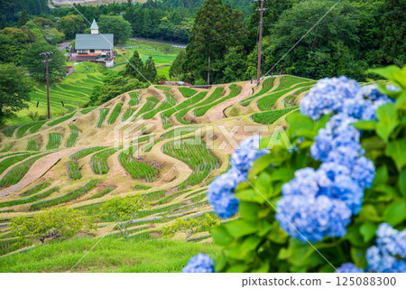 Hydrangeas bloom at Maruyama Senmaida rice fields during rice planting season (Kumano City, Mie Prefecture) 125088300