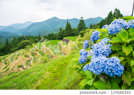 Hydrangeas bloom at Maruyama Senmaida rice fields during rice planting season (Kumano City, Mie Prefecture) 125088303
