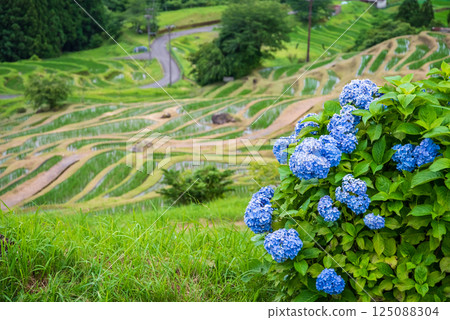 插秧季節，圓山千枚田的繡球花盛開（三重縣熊野市） 125088304