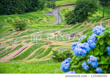 插秧季節,圓山千枚田的繡球花盛開(三重縣熊野市) 插秧季節,圓山千枚田的繡球花盛開(三重縣熊野市) 125088305