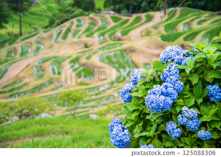 插秧季節，圓山千枚田的繡球花盛開（三重縣熊野市） 125088306