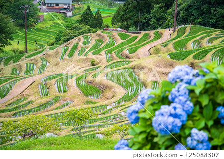 Hydrangeas bloom at Maruyama Senmaida rice fields during rice planting season (Kumano City, Mie Prefecture) 125088307
