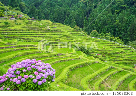 插秧季節，圓山千枚田的繡球花盛開（三重縣熊野市） 125088308