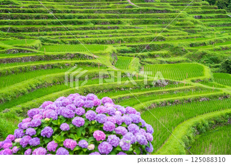 Hydrangeas bloom at Maruyama Senmaida rice fields during rice planting season (Kumano City, Mie Prefecture) 125088310