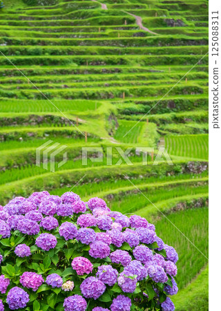 插秧季節，圓山千枚田的繡球花盛開（三重縣熊野市） 125088311