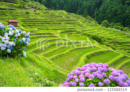 Hydrangeas bloom at Maruyama Senmaida rice fields during rice planting season (Kumano City, Mie Prefecture) 125088314