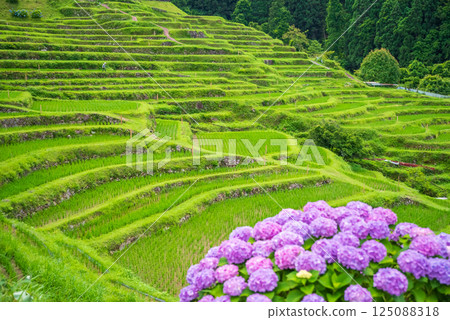 插秧季節,圓山千枚田的繡球花盛開(三重縣熊野市) 插秧季節,圓山千枚田的繡球花盛開(三重縣熊野市) 125088318