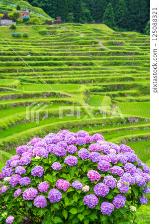 Hydrangeas bloom at Maruyama Senmaida rice fields during rice planting season (Kumano City, Mie Prefecture) Hydrangeas bloom at Maruyama Senmaida rice fields during rice planting season (Kumano City, Mie Prefecture) 125088321