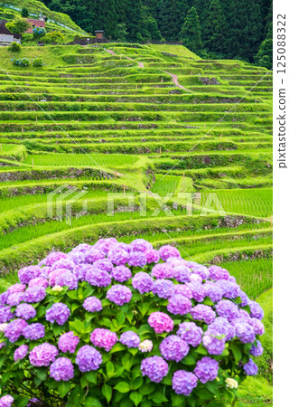 Hydrangeas bloom at Maruyama Senmaida rice fields during rice planting season (Kumano City, Mie Prefecture) 125088322