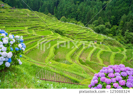 插秧季節,圓山千枚田的繡球花盛開(三重縣熊野市) 插秧季節,圓山千枚田的繡球花盛開(三重縣熊野市) 125088324