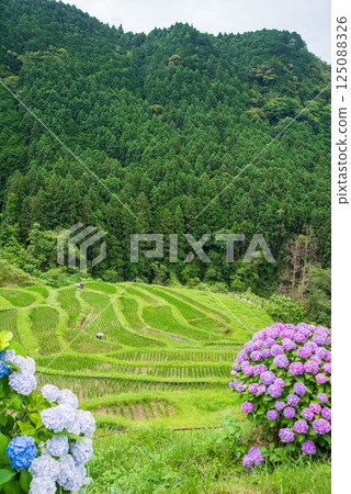插秧季節，圓山千枚田的繡球花盛開（三重縣熊野市） 125088326