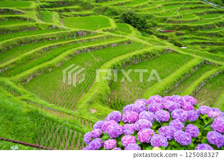 Hydrangeas bloom at Maruyama Senmaida rice fields during rice planting season (Kumano City, Mie Prefecture) Hydrangeas bloom at Maruyama Senmaida rice fields during rice planting season (Kumano City, Mie Prefecture) 125088327