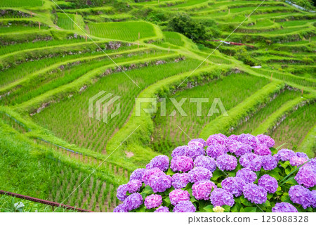 插秧季節，圓山千枚田的繡球花盛開（三重縣熊野市） 125088328