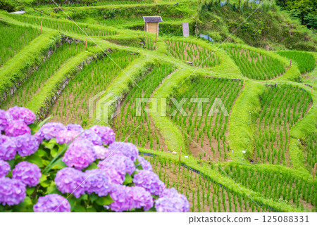 Hydrangeas bloom at Maruyama Senmaida rice fields during rice planting season (Kumano City, Mie Prefecture) 125088331