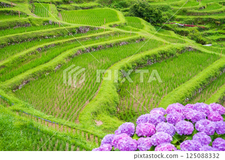 插秧季節,圓山千枚田的繡球花盛開(三重縣熊野市) 插秧季節,圓山千枚田的繡球花盛開(三重縣熊野市) 125088332