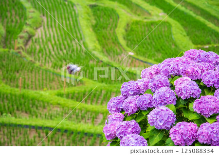 插秧季節,圓山千枚田的繡球花盛開(三重縣熊野市) 插秧季節,圓山千枚田的繡球花盛開(三重縣熊野市) 125088334