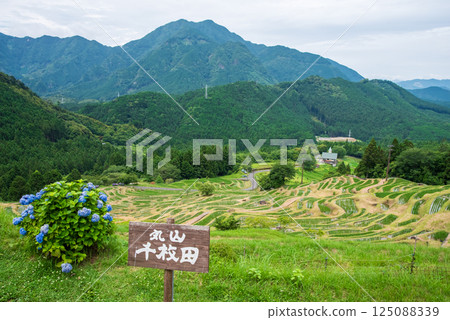 Hydrangeas bloom at Maruyama Senmaida rice fields during rice planting season (Kumano City, Mie Prefecture) Hydrangeas bloom at Maruyama Senmaida rice fields during rice planting season (Kumano City, Mie Prefecture) 125088339