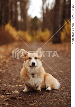 Portrait of a cute Welsh Corgi Pembroke dog in an autumn park. 125088365