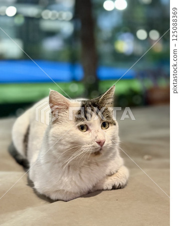 street cat walks through the evening city. High quality photo 125088369