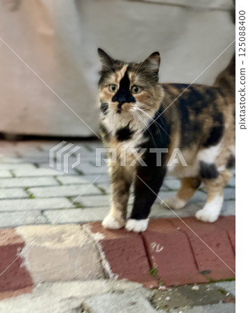 street cat walks through the evening city. High quality photo 125088400