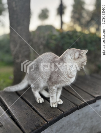 street cat walks through the evening city. High quality photo street cat walks through the evening city. High quality photo 125088403