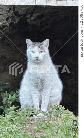 Cat sitting outdoors, cat on a stump Cat sitting outdoors, cat on a stump 125088416