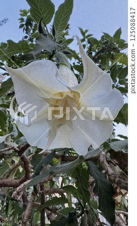 White tubular flower brugmansia. High quality photo White tubular flower brugmansia. High quality photo 125088417