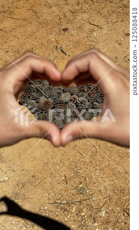 Heart pine cones. High quality photo 125088418