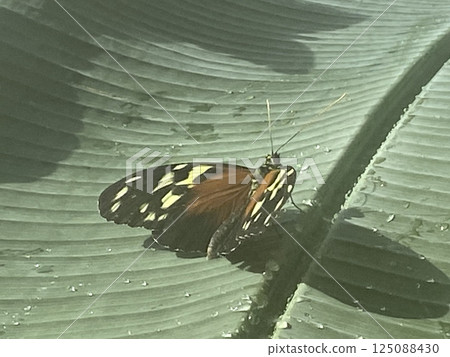 Butterfly rocky foliage. High quality photo 125088430