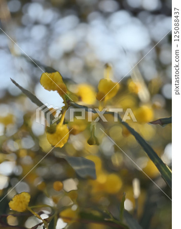 Beach yellow flowers. High quality photo 125088437