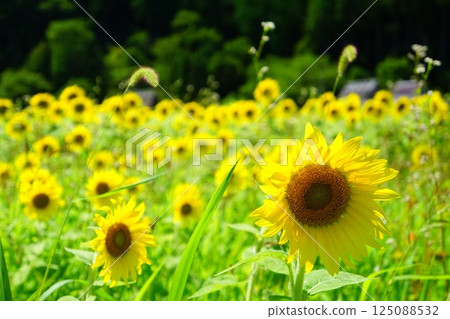 Sunflower fields [Miyama Kayabuki Village, Nantan City, Kyoto Prefecture] 125088532