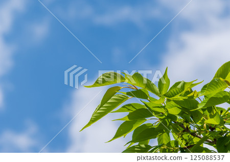 Fresh green cherry leaf 125088537