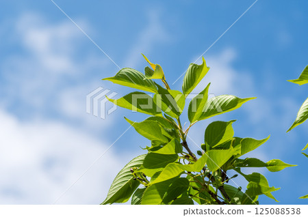 Fresh green cherry leaf 125088538