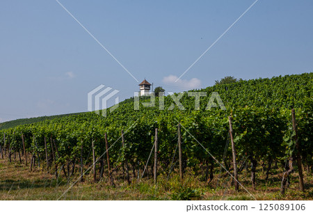 Scenic vineyards flourish near Bodensee, showcasing lush grapevines under a clear blue sky Scenic vineyards flourish near Bodensee, showcasing lush grapevines under a clear blue sky 125089106