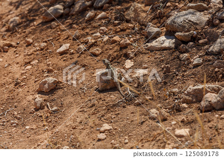 Exploring the rocky terrain of Ayia Napa in Cyprus, a lizard basks under the sun on a warm afternoon 125089178