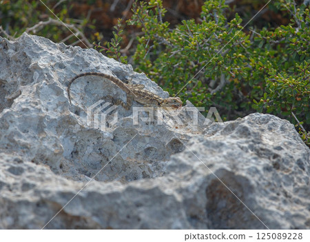 Exploring the rocky terrain of Ayia Napa while spotting a lizard basking in the sun 125089228