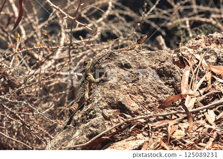 Lizard basking in the sun on a warm rock in Ayia Napa, Cyprus during a vibrant summer day Lizard basking in the sun on a warm rock in Ayia Napa, Cyprus during a vibrant summer day 125089231