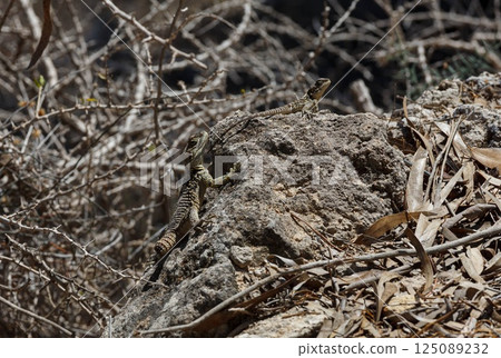 Exploring the rugged terrain of Ayia Napa, Cyprus, with lizards basking on warm rocks under the sun 125089232