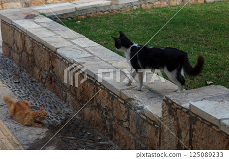 Curious cats encounter on a sunny day in Levkara, Cyprus 125089233
