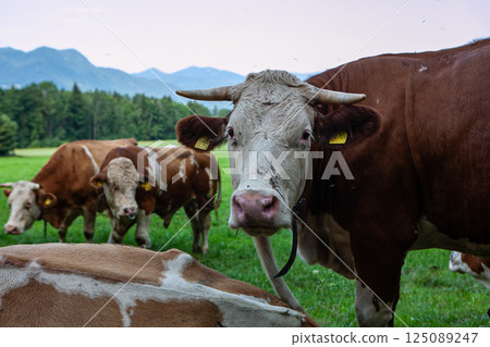 Grazing cows in lush green pastures against a backdrop of distant mountains at sunset Grazing cows in lush green pastures against a backdrop of distant mountains at sunset 125089247